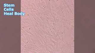 Stem Cells Health Eight Body Systems
